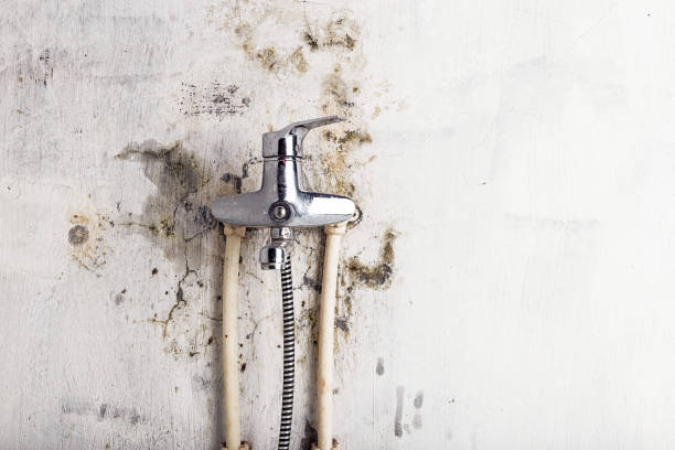 Best Residential Mold Remediation in Grove City, OH