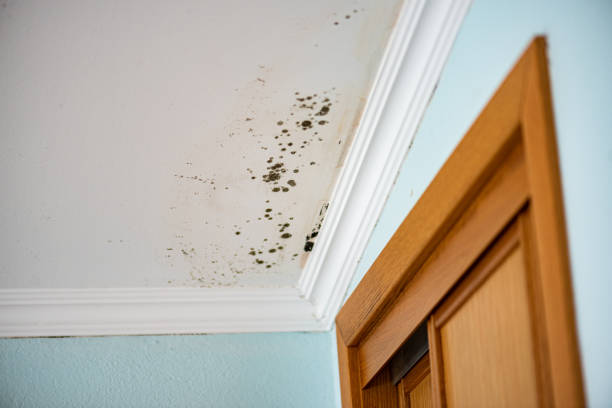 Best White Mold Remediation in Grove City, OH