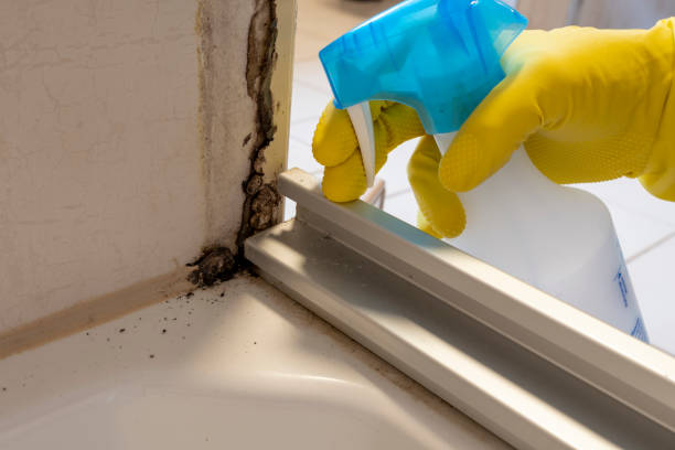 Best Residential Mold Remediation in Grove City, OH