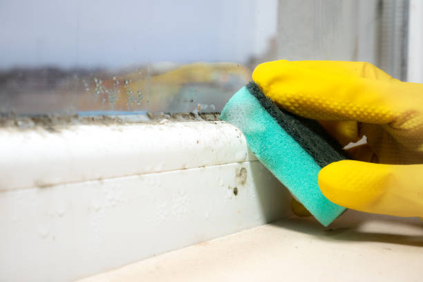 Best Kitchen Mold Remediation in Grove City, OH