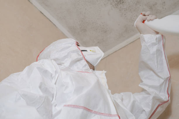 Best Emergency Mold Remediation in Grove City, OH