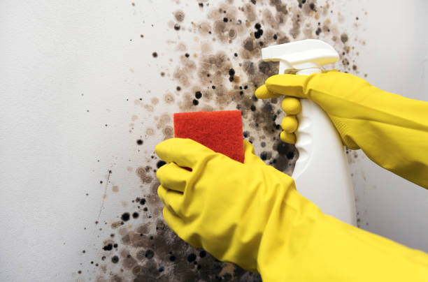 Best Post-Flood Mold Remediation in Grove City, OH