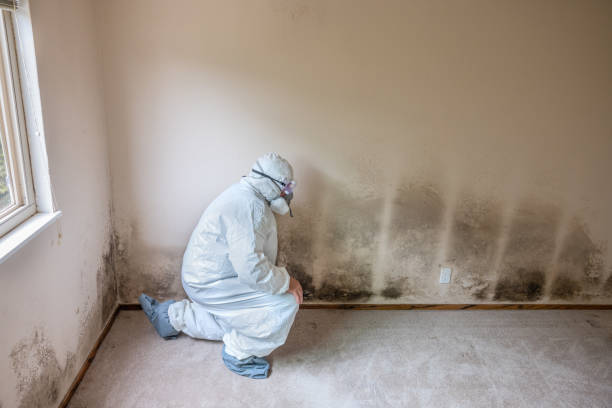 Best Mold Remediation for Specific Building Types in Grove City, OH