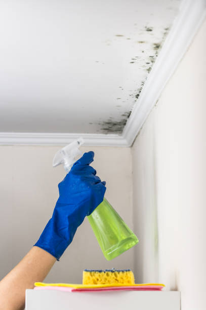 Best Attic Mold Remediation in Grove City, OH