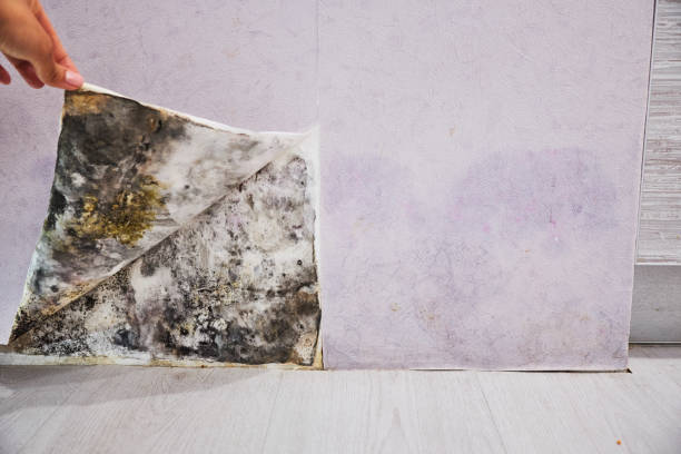 Best Health and Safety Mold Remediation in Grove City, OH